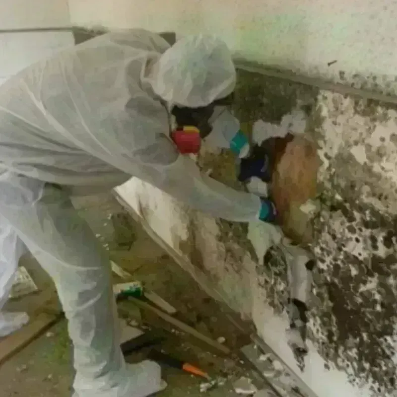 Mold Remediation and Removal in Cleveland, TN